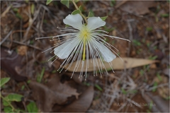 Capparis grandiflora